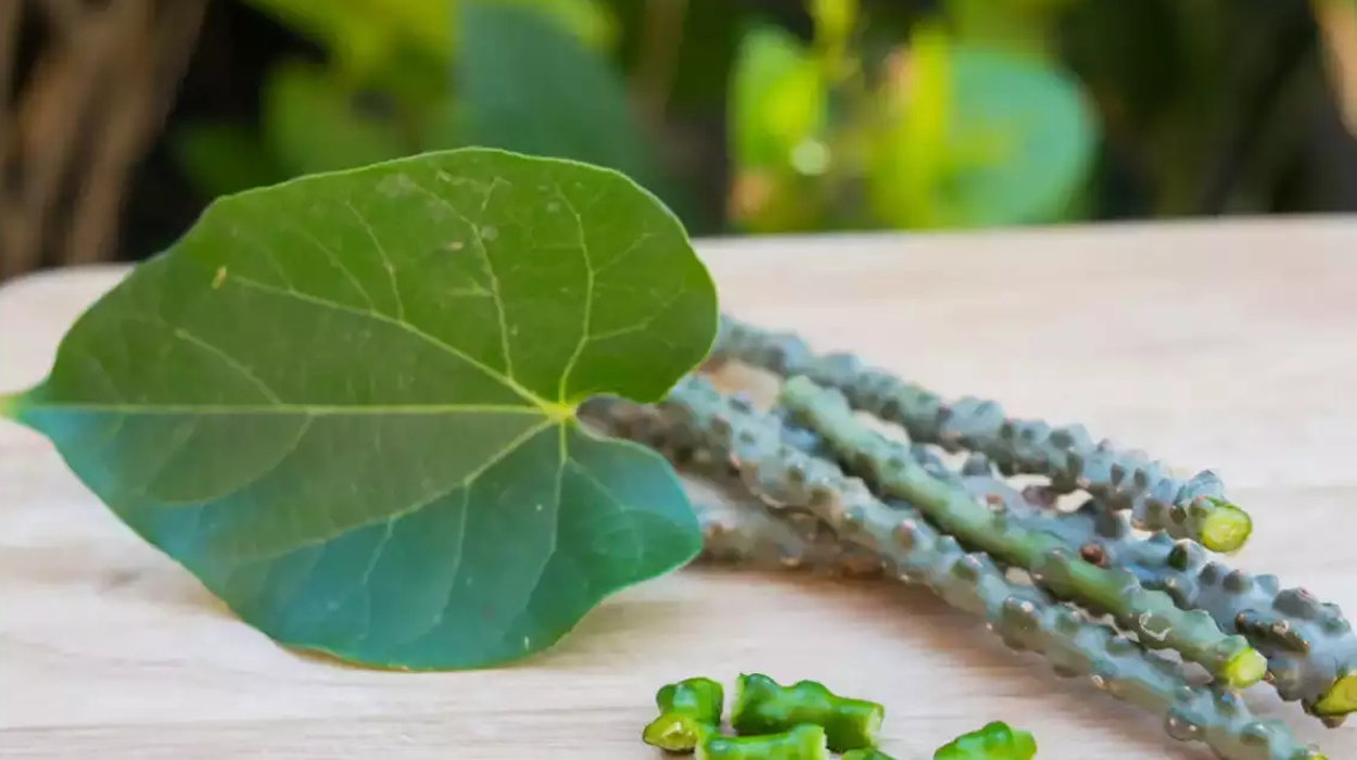 Guduchi - The nectar of longevity