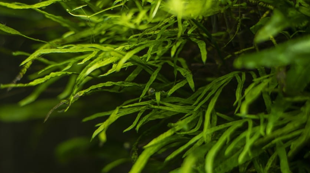 Spirulina- the superfood of the Era