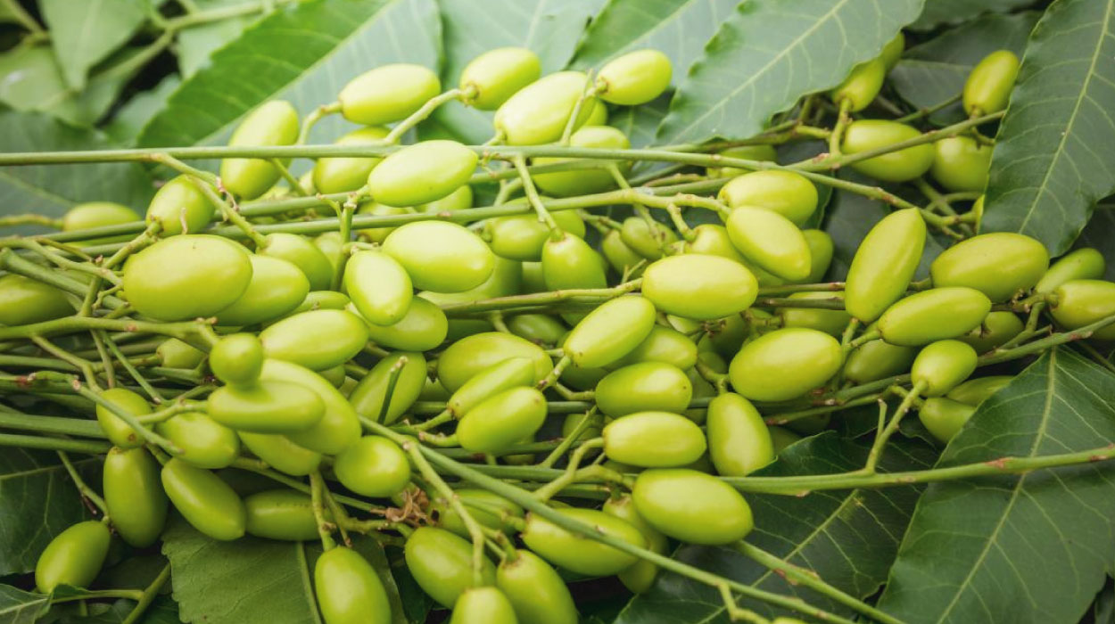 Therapeutic Effects of Neem- A Natural Healer