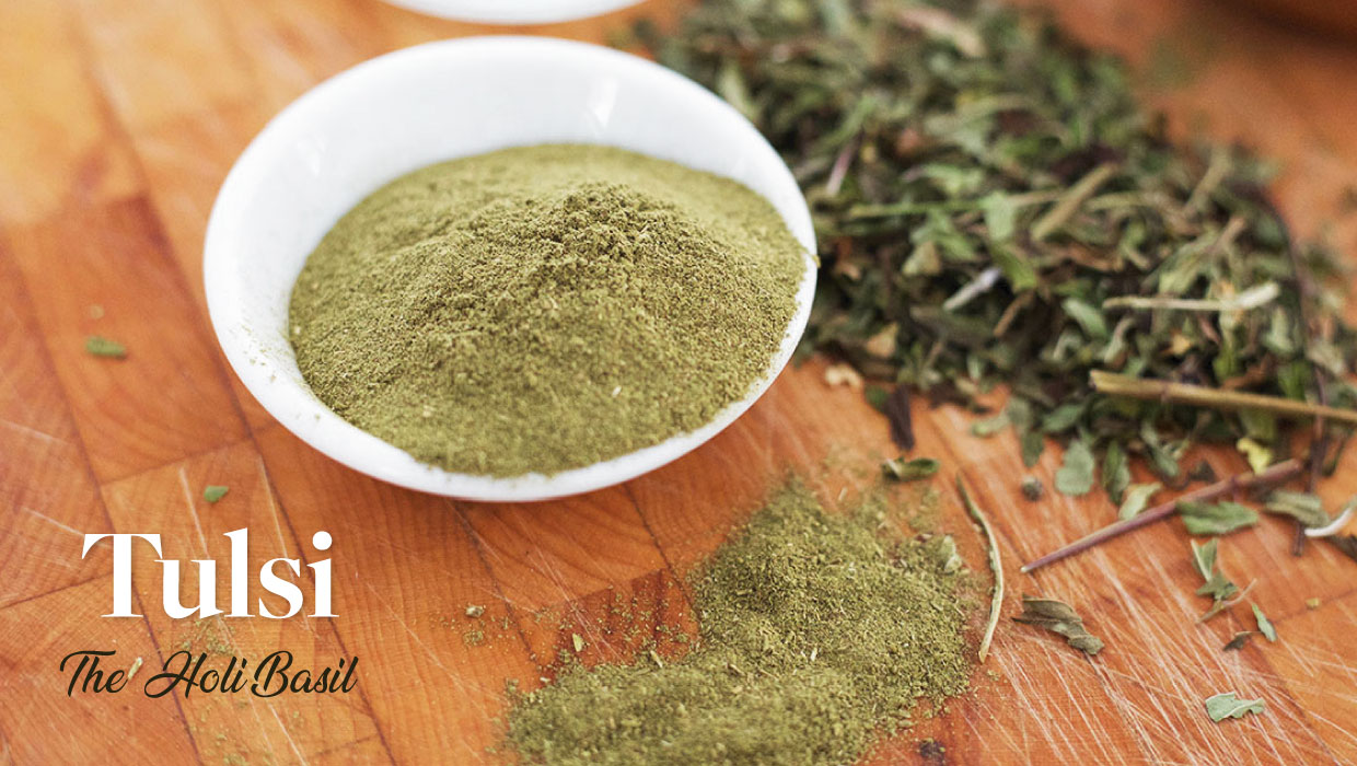 Tulsi - The Holy Basil