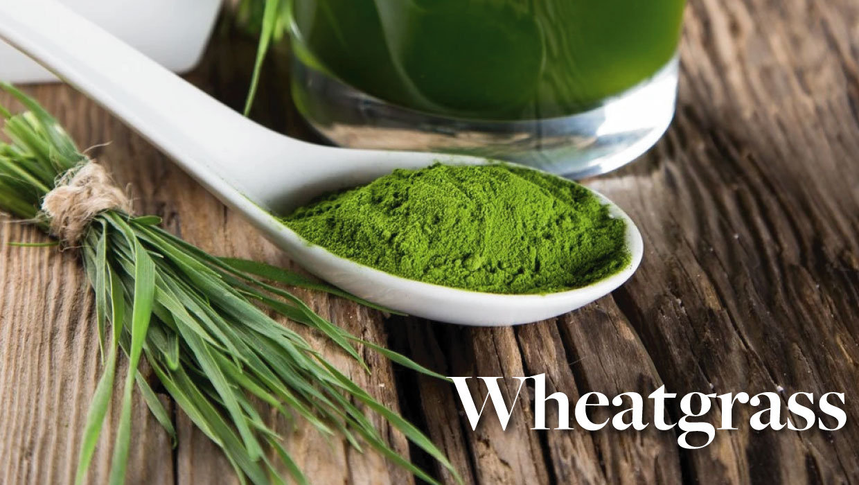Wheatgrass - A star in the world of natural healing.