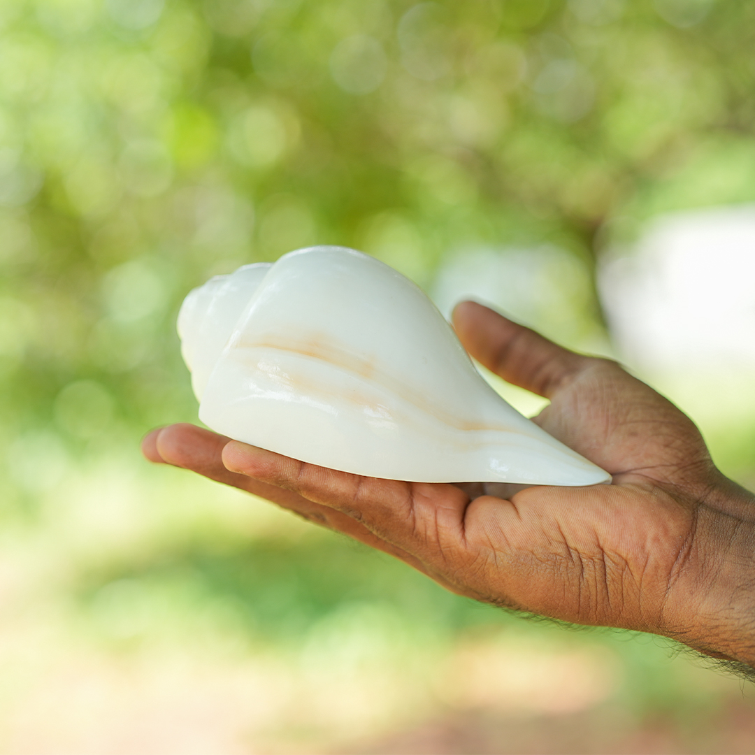 Shankh/Conch