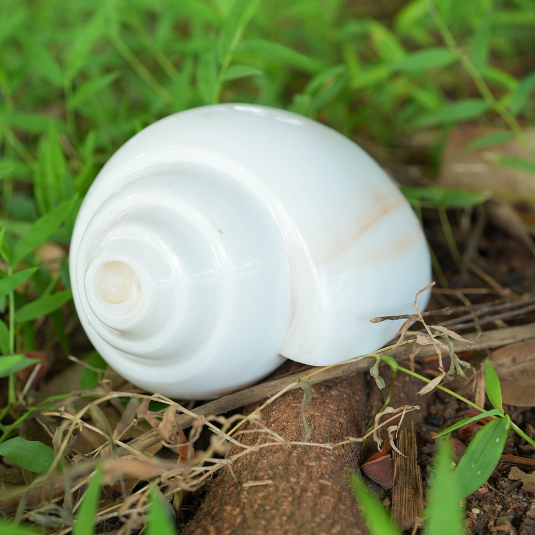 Shankh/Conch
