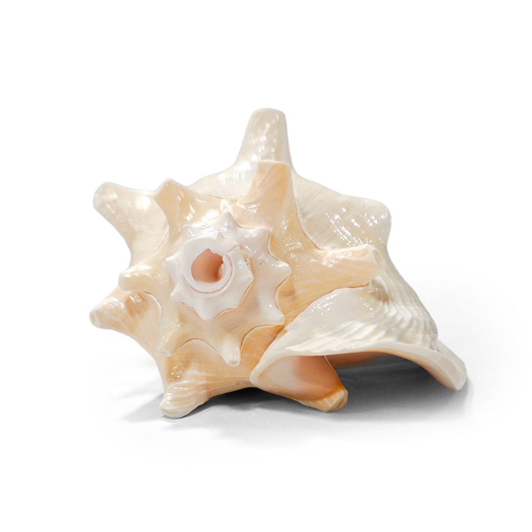 Annapurna Shankh – Natural Conch Shell