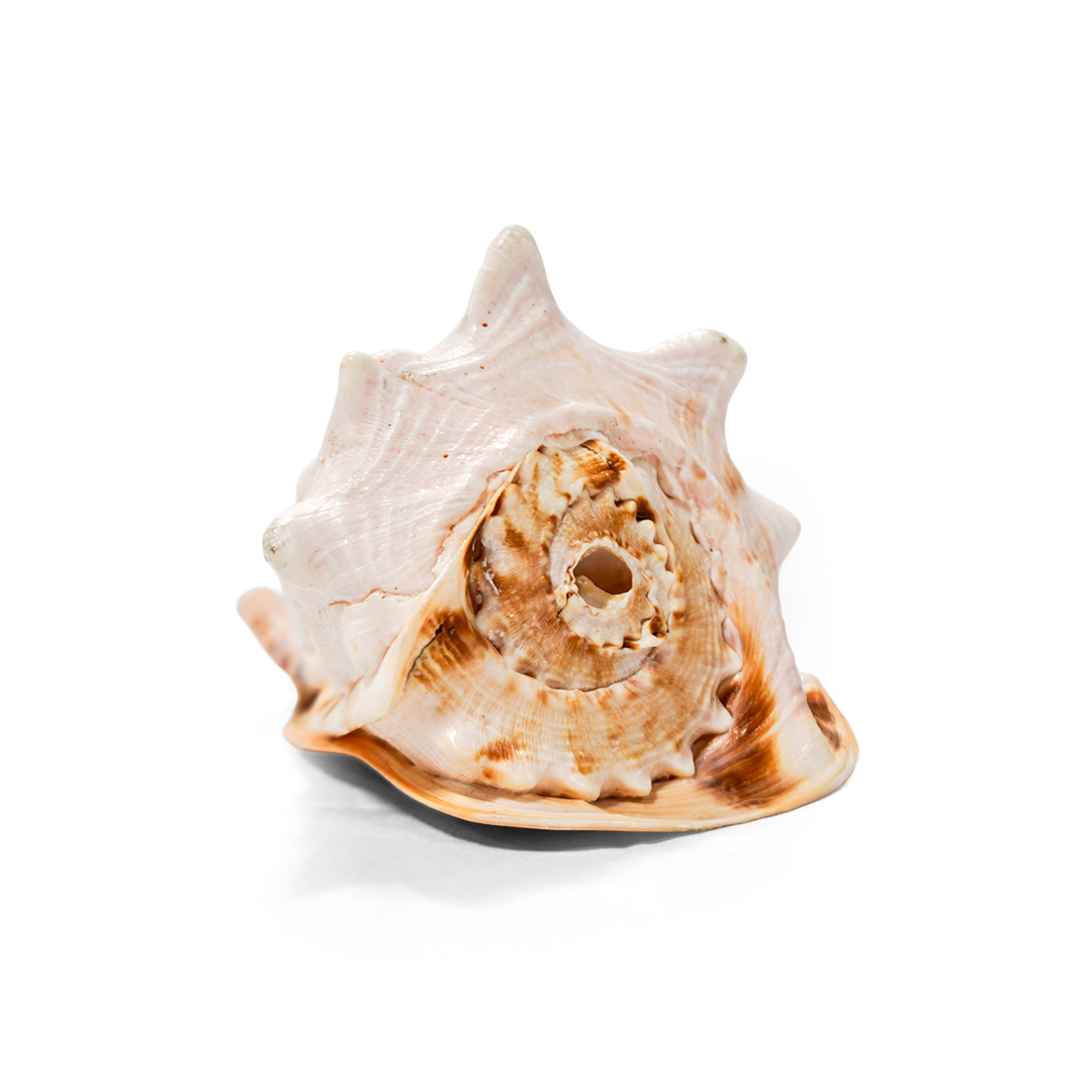 Gaumukhi Shankh – Natural Conch Shell
