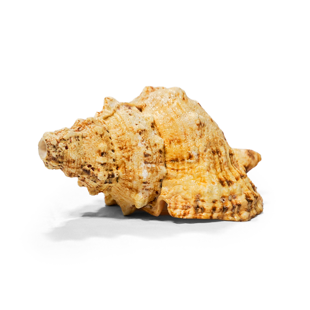 Sughosh Shankh – Natural Conch Shell